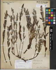 Foto von Salix repens L.